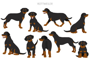 Wall Mural - Rottweiler clipart. Different poses, coat colors set