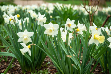 daffodils flowers in garden park easter spring detail closeup