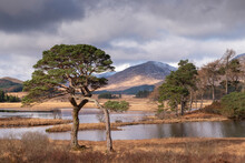 Scots Pine Trees On The Shores Of Loch Tulla In Winter In The Scottish Highlands, Scotland, United Kingdom