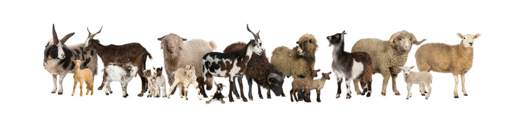 Poster - Group of many goats and sheep in a row, isolated