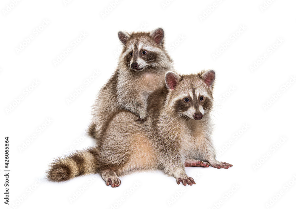 Two red raccoons sitting together, isolated on white - obrazy, fototapety, plakaty 