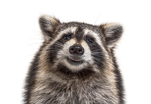 Head Shot Of A Young Raccoon Facing At The Camera, Isolated