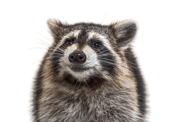 Poster - head shot of a young Raccoon facing at the camera, isolated