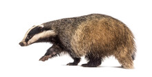 Side View Of A European Badger Walking Away, Isolated