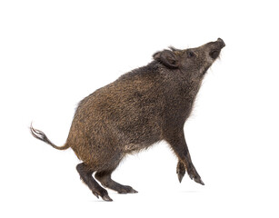 Wall Mural - Wild boar looking up, on hind legs, and trying to jump, isolated on white