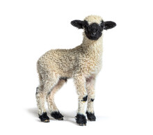 Profile Of A Lovely Lamb Valais Blacknose Sheep Three Weeks Old