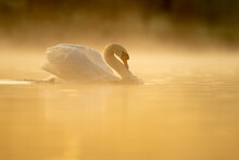 Mute Swan (Cygnus Olor) At Sunrise, Territorial Behaviour, Kent, England, United Kingdom