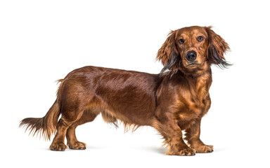 Wall Mural - Standing dachshund looking at the camera isolated on white