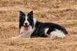 © robertharding - Happy border collie in a straw field, Emilia Romagna, Italy