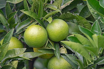 tree with fruits - green orange