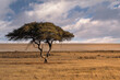 Salvadora waterhole in Etosha, famous for this lonely tree in the middle of the savannah, Namibia