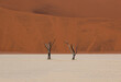 © robertharding - Two dry trees in Sossusvlei desert, high contrast between the red sand in the background and the white sand on the floor, Namib Desert, Namibia