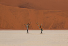 Two Dry Trees In Sossusvlei Desert, High Contrast Between The Red Sand In The Background And The White Sand On The Floor, Namib Desert, Namibia