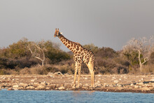 Giraffe (Giraffa Camelopardalis) Standing Near A Water Pond, Etosha National Park, Namibia