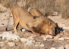 Two Lions (Panthera Leo) Drinking At A Waterhole, Etosha National Park, Namibia