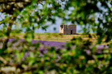 A Ruin And Lavender Field Framed By Tree Branches, Valensole, Provence, France