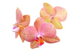 Fototapeta Storczyk - Pink orchid flower