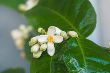 Wall Mural - White flowers of lemon in bloom close up