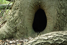 Tree Trunk With A Hole In A Forest