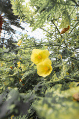 Vertical selective focus shot of two vibrant yellow flowers in a garden