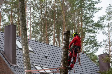 Arborist cutting a branches with chainsaw. The worker with helmet working at heights. Tree surgery.