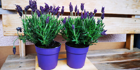 Pair of plastic pots for planting fresh flowers of dark purple lilac lavender on self-made wooden bench.Selective focus.Cottagecore concept of household gardening,home flowering hobby.Copy space