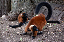 An Attentive Red Ruffed Lemur.