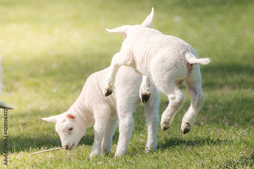 Newborn lambs play with each other in the meadow - obrazy, fototapety, plakaty 