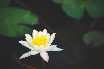 Wall Mural - yellow lotus flower blossom or water lily blooming in pond with sunlight in garden outdoor nature.