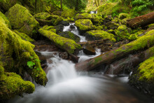 United States, Oregon, Small Creek With Rocks And Logs Covered With Moss