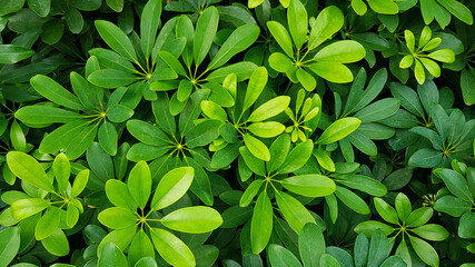 Wall Mural - Beautiful fresh green leaves pattern for background at garden park. Beauty of Nature, Growth, Plant and Natural wallpaper concept