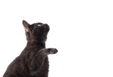 Fototapeta Koty - Black cat stands on two legs