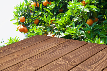 Wall Mural - Perspective view of wood or wooden table corner front of orange tree with orange fruits background.