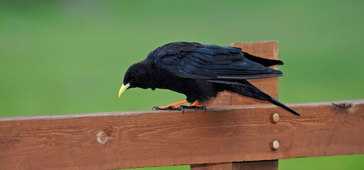 Wall Mural - Alpine chough // Alpendohle (Pyrrhocorax graculus)