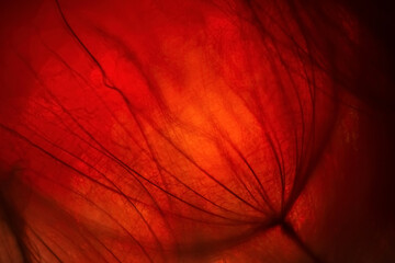 Close up dandelion seed texture on red background