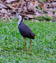 Closeup Of A Black And White Bird With Orange Legs Standing On A Leafy Field
