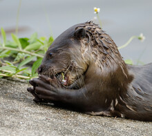 Closeup Of A Wet Otter Devouring A Freshly Caught Fish On A Grainy Beach