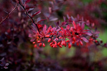Barberry In Autumn