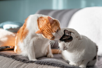 two white cats play together on the sofa