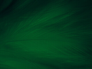 Wall Mural - Beautiful abstract green feathers on white background, yellow feather texture on dark pattern,  green background, feather wallpaper, love theme, valentines day, green gradient texture