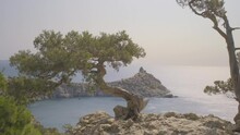 Growing Juniper Bonsai Tree On Top Of Mountain On Background Of Sea.