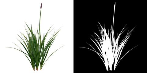 Wall Mural - front view of plant (garlic) png with alpha channel to cutout 3d rendering
