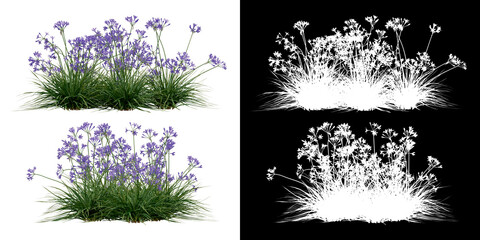 Wall Mural - Front and Left views of plant (Garlic) png with alpha channel to cutout 3D rendering