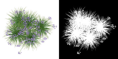 Wall Mural - Top view of plant (Garlic) png with alpha channel to cutout 3D rendering