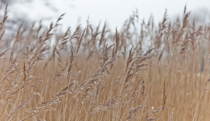 Naklejka na meble De Klencke in Oosterhesselen (The Netherlands): reeds waving in the wind
