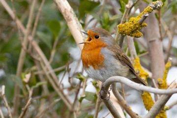 Wall Mural - singing robin