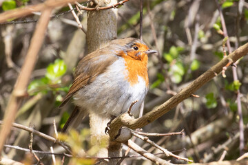 Wall Mural - fat robin