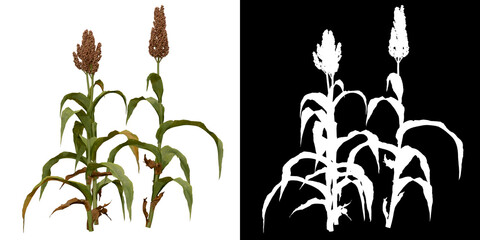 Wall Mural - left view of plant (sorghum bicolor) png with alpha channel to cutout 3d rendering