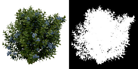 Wall Mural - front view of plant (vaccinium) png with alpha channel to cutout 3d rendering