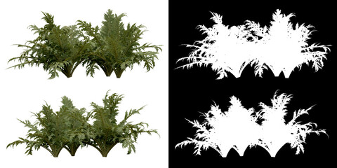 Wall Mural - front and left views sof tree (cynara scolymus) png with alpha channel to cutout 3d rendering